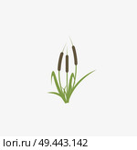 Reeds and cattail plant isolated on white background. Стоковая иллюстрация, агентство Ingram Publishing / Фотобанк Лори