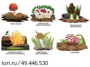 A vector illustration of different types of mushroom. Стоковая иллюстрация, агентство Ingram Publishing / Фотобанк Лори