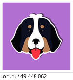 Doggie face of Bernese Mountain Dog cartoon drawing on purple background. Heavy swiss highland and shepherd dogs shows red tongue. Close-up funny doggy head icon three-tone color graphic design.. Doggie Face of Bernese Mountain Dog Flat Design. Стоковая иллюстрация, агентство Ingram Publishing / Фотобанк Лори