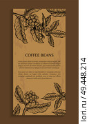 Coffee beans, poster with text sample and headline, plant with leaves and coffee beans sketch banner vector illustration isolated on brown background. Coffee Beans Poster Brown Vector Illustration. Стоковая иллюстрация, агентство Ingram Publishing / Фотобанк Лори