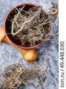 Maral root, medicinal plant of Siberian medicine.Medicinal plant. Maral root in herbal medicine. Стоковое фото, агентство Ingram Publishing / Фотобанк Лори