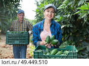 Smiling gardener woman posing with full avocado boxes. Стоковое фото, фотограф Яков Филимонов / Фотобанк Лори