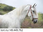 portrait of white  pure  spanish stallion posing  into  lake. Andalusia. Spain. Стоковое фото, агентство Ingram Publishing / Фотобанк Лори