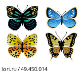 Butterflies types set of creatures, kinds of butterflies, lycaena and morpho peleides, papilionidae vector illustration isolated on white background. Butterflies Types Set of Icons Vector Illustration. Стоковая иллюстрация, агентство Ingram Publishing / Фотобанк Лори