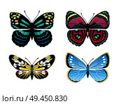Parantica melaneus collection of butterflies types, morpho peleides and campylotes histrionicus butterfly, vector illustration, isolated on white. Parantica Melaneus Collection Vector Illustration. Стоковая иллюстрация, агентство Ingram Publishing / Фотобанк Лори
