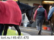 walking bay thoroughbred horse before race. Paris, France. Стоковое фото, агентство Ingram Publishing / Фотобанк Лори