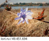 Close up of a blue chicory flower in a autumn meadow. Стоковое фото, агентство Ingram Publishing / Фотобанк Лори