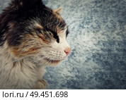 Stripped cat in profile looking forward attentive, sneak. Illustration with copy space. Стоковое фото, агентство Ingram Publishing / Фотобанк Лори