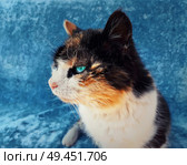 Sneaky domestic cat with blue eyes and spotted fur sitting on the sofa, looking forward attentive. Curious cat close up portrait. Стоковое фото, агентство Ingram Publishing / Фотобанк Лори