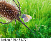 Cute colorful butterfly on a dry, thorn, spin plant against green grass background. Стоковое фото, агентство Ingram Publishing / Фотобанк Лори