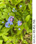 Delicate and beautiful Blue ForgetMeNot Flowers blooming in lush and vibrant greenery. Стоковое фото, фотограф Елена Захаревич / Фотобанк Лори