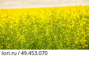 Beautiful close up picture from colza flowers in spring. Yellow and green rapeseed flowers. Blooming canola. . Стоковое фото, агентство Ingram Publishing / Фотобанк Лори
