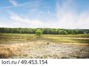 Black sheep in a summer landscape with dry plains under a blue sky. Стоковое фото, агентство Ingram Publishing / Фотобанк Лори