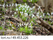 Snowdrop flowers growing in a forest in the springtime between twigs and branches. Стоковое фото, агентство Ingram Publishing / Фотобанк Лори