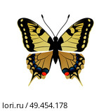 Family papilionidae butterfly with ornaments on wings and antenna family papilionidae yellow creature vector illustration isolated on white background. Family Papilionidae Butterfly Vector Illustration. Стоковая иллюстрация, агентство Ingram Publishing / Фотобанк Лори