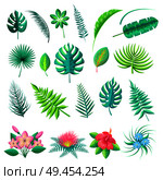 Tropical leaves and flowers collection, branch monstera fern in blossom, vector illustration isolated on white background, exotic flora elements set. Tropical Leaves and Flowers Vector Illustration. Стоковая иллюстрация, агентство Ingram Publishing / Фотобанк Лори