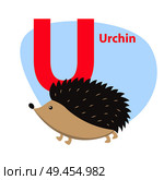 Children ABC with cute animal cartoon vector. English letter U with funny urchin flat illustration isolated on white background. Zoo alphabet with hedgehog for preschool education, kids books. Zoo ABC Letter with Cute Urchin Cartoon Vector. Стоковая иллюстрация, агентство Ingram Publishing / Фотобанк Лори