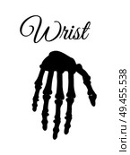 Wrist carpal bones poster with headline and silhouette of human hand skeletal segment peoples arm vector illustration isolated on white background. Wrist Poster and Silhouette Vector Illustration. Стоковая иллюстрация, агентство Ingram Publishing / Фотобанк Лори