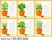 Mint parsley collection of banners with headline text sample, oregano thyme chile vector illustration green leaves and dry herbs greenery seasoning. Mint and Parsley Collection Vector Illustration. Стоковая иллюстрация, агентство Ingram Publishing / Фотобанк Лори