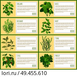 Natural herbal spices with description banners. Fragrant condiments piquant taste. Leafy herbs used in culinary as spice vector illustration.. Natural Herbal Spices with Description Banners Set. Стоковая иллюстрация, агентство Ingram Publishing / Фотобанк Лори