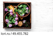 Herbal medicine.Clover or trefoil flower medicinal herbs.Healing herbs. Clover in herbal medicine. Стоковое фото, агентство Ingram Publishing / Фотобанк Лори