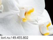 Beautiful White Orchid Flower around black background. extrime macro shot . Стоковое фото, агентство Ingram Publishing / Фотобанк Лори