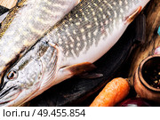 Fresh raw fish on wooden cutting board.Raw fish with spices for cooking.. Fish pike on the kitchen board. Стоковое фото, агентство Ingram Publishing / Фотобанк Лори