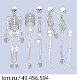Human skeletal system parts with sternum, ribs and skull, supporting structure of organism bones types vector illustration isolated on grey background. Human Skeletal System Parts Vector Illustration. Стоковая иллюстрация, агентство Ingram Publishing / Фотобанк Лори