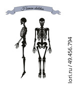 Human skeleton system banner with headline in ribbon, organism structure made of bones, collection vector illustration isolated on white background. Human Skeleton System Banner Vector Illustration. Стоковая иллюстрация, агентство Ingram Publishing / Фотобанк Лори
