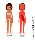 Digestive system and woman poster wearing underwear consisting of pants bra, anatomic human body structure, isolated on white vector illustration. Digestive System and Woman Vector Illustration. Стоковая иллюстрация, агентство Ingram Publishing / Фотобанк Лори