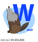 Children ABC with cute animal cartoon vector. English letter W with funny wolf flat illustration isolated on white background. Zoo alphabet with predator and caption for preschool education, kids book. Стоковая иллюстрация, агентство Ingram Publishing / Фотобанк Лори