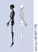 Skeletal system of human body black and white skeletons profile view of structure internal framework people bones vector illustration isolated on blue. Skeletal System of Human Body Vector Illustration. Стоковая иллюстрация, агентство Ingram Publishing / Фотобанк Лори