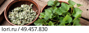 Fresh stinging nettle leaves on wooden table.Urtica dioica, often called common nettle. Bunch of common nettles. Стоковое фото, агентство Ingram Publishing / Фотобанк Лори