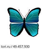 Morpho peleides butterfly back and front wings of blue color, beautiful insect with antenna vector illustration, isolated on white background. Morpho Peleides Butterfly Vector Illustration. Стоковая иллюстрация, агентство Ingram Publishing / Фотобанк Лори