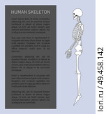 Human skeleton system in profile view poster and editable explanation grey box skeletal organism structure, vector illustration isolated on white. Human Skeleton System Poster Vector Illustration. Стоковая иллюстрация, агентство Ingram Publishing / Фотобанк Лори