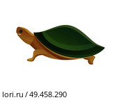 Tortoise pet shop animal with scaly or leathery domed shell, shielding from predator, turtle slow-moving reptile vector illustration isolated on white. Tortoise Pet Shop Animal, Vector Illustration. Стоковая иллюстрация, агентство Ingram Publishing / Фотобанк Лори