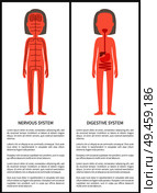 Nervous and digestive systems woman s anatomy banner, vector illustration with image of brain build sensitive organs set, stomach scheme gastric tract. Nervous and Digestive Systems Woman s Anatomy. Стоковая иллюстрация, агентство Ingram Publishing / Фотобанк Лори