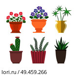 House plants types collection, set of cactus, haworthia and chionodoxa in pots and vases, decor houseplants vector illustration isolated on white. House Plants Types Collection Vector Illustration. Стоковая иллюстрация, агентство Ingram Publishing / Фотобанк Лори