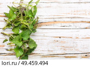 Fresh stinging nettle leaves on wooden table.Urtica dioica, often called common nettle. Bunch of common nettles. Стоковое фото, агентство Ingram Publishing / Фотобанк Лори