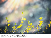 Yellow forsythia blossom at blurred background with bokeh and sunshine. Spring nature. Springtime blooming. Outdoor. Стоковое фото, агентство Ingram Publishing / Фотобанк Лори