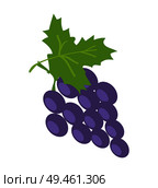 Brunch of lilac grape, color vector illustration, fresh fruit isolated on white, green leaf, round berries, tasty juicy bunch, sweet wine ingredient.. Brunch of Lilac Grape, Color Vector Illustration. Стоковая иллюстрация, агентство Ingram Publishing / Фотобанк Лори