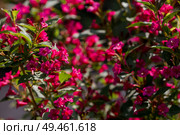 Pink weigela flowers close-up. Bright pink shrubs of flowering veigela in summer. Large flowers and buds on a green background. Стоковое фото, фотограф Photojuli / Фотобанк Лори