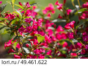Pink weigela flowers close-up. Bright pink shrubs of flowering veigela in summer. Large flowers and buds on a green background. Стоковое фото, фотограф Photojuli / Фотобанк Лори