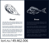 Mussel and bream fish posters set containing marine delicatessen. Unprepared seafood with its delicious meat. Products uncooked vector illustration. Mussel and Bream Fish Set Vector Illustration. Стоковая иллюстрация, агентство Ingram Publishing / Фотобанк Лори