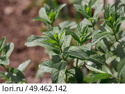 Close-up of green mint leaves. Leaves with noticeable veins and texture. Mint, lemon balm grows in the garden. Стоковое фото, фотограф Photojuli / Фотобанк Лори