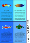 Ocean and sea fishes isolated on color backdrops vector illustrations, guppy and neon tetra near exotic green tiger barb and blue striped tamarin. Ocean and Sea Fishes Isolated on Color Backdrops. Стоковая иллюстрация, агентство Ingram Publishing / Фотобанк Лори