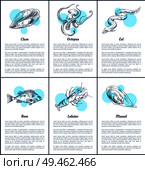 Lobster and marine dwellers posters set. Mussels and oyster, bass fish and octopus eel with long tail. Nautical creatures of sea vector illustration. Lobster and Marine Dwellers Vector Illustration. Стоковая иллюстрация, агентство Ingram Publishing / Фотобанк Лори