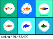 Neon tetra, guppy and goldfish get. Blue striped tamarin wrasse and green tiger barb, betta fish creatures. Marine biodiversity vector illustration. Neon Tetra Fish Blue Tamarin Vector Illustration. Стоковая иллюстрация, агентство Ingram Publishing / Фотобанк Лори