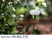 Close-up of blooming peonies. Flowers and buds of peonies in the spring garden. Green natural background. A blooming garden. Beautiful side. Стоковое фото, фотограф Photojuli / Фотобанк Лори