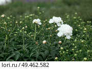 Close-up of blooming peonies. Flowers and buds of peonies in the spring garden. Green natural background. A blooming garden. Beautiful side. Стоковое фото, фотограф Photojuli / Фотобанк Лори